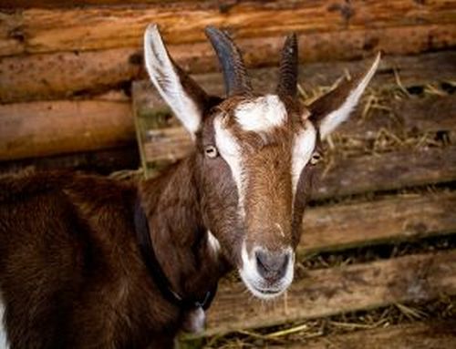 Goat Barn Plans